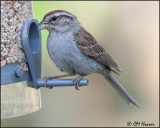 2541 Chipping Sparrow.jpg