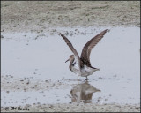 2640 Pectoral Sandpiper.jpg