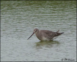 2644 Hudsonian Godwit.jpg