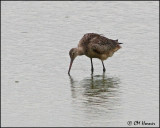 2771 Marbled Godwit.jpg