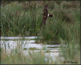 2815 Northern Harrier hunting the marsh.jpg