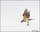 2877 Osprey.jpg