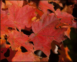 3146 Fall Colours.jpg