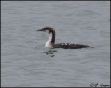 3254 Pacific Loon.jpg