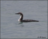 3261 Pacific Loon.jpg