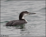 3298 Common Loon.jpg