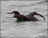 3303 Common Loon.jpg