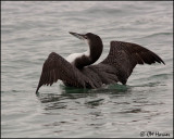 3304 Common Loon.jpg