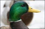 Mallard drake 908.jpg