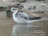 Red Phalarope 007a.jpg