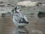 Red Phalarope 009.jpg