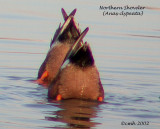 Northern Shoveler DSCN4895.jpg