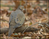 0388 Mourning Dove.jpg