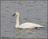 0448 Trumpeter Swan.jpg