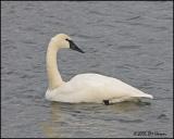 0449 Trumpeter Swan.jpg