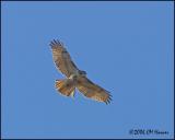 0681 Red-tailed Hawk.jpg