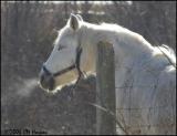 0705 White Horse.jpg