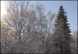 0761 Sun and Snow.jpg