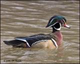 0843 Wood Duck.jpg