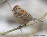 0850 American Tree Sparrow.jpg