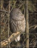 0887 Barred Owl.jpg