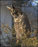 0986 Long-eared Owl.jpg