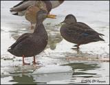 1065 American Black Duck pair.jpg