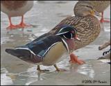 1058 Wood Duck drake and Mallard Hen.jpg