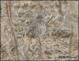 1237 Sage Thrasher.jpg