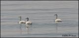 1354 Tundra Swans.jpg