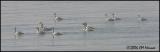 1358 Tundra Swans.jpg