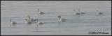 1358 Tundra Swans.jpg