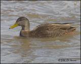 1394 American Black Duck.jpg