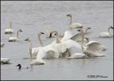 1595 Tundra Swans.jpg