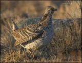 1779 Sharp-tailed Grouse.jpg