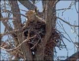 1867 Snyders Great Horned Owl.jpg