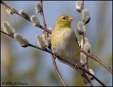 141 American Goldfinch.jpg