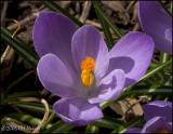 2086 Purple Crocus.jpg