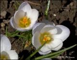 2117 White Crocus.jpg
