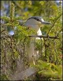 2141 Black-crowned Night-Heron.jpg