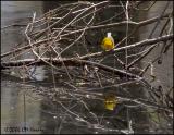 2578 Prothonotary Warbler.jpg