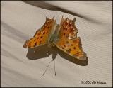 2592 Eastern Comma.jpg