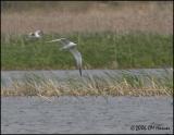 2933 Caspian Tern.jpg