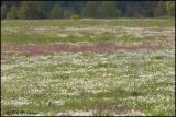 3142 Field of Flowers.jpg