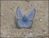 3177 Silvery Blue dorsal.jpg