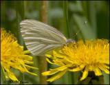 3187 Mustard White ventral.jpg