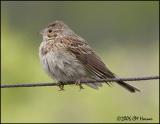 3217 Vesper Sparrow.jpg