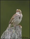 3231 Savannah Sparrow.jpg