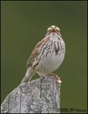 3233 Savannah Sparrow.jpg