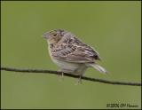 3284 Grasshopper Sparrow.jpg